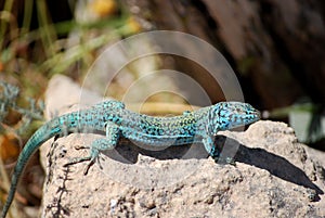 Formentera lizard photo