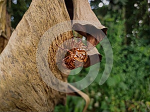 the former cocoon shell of cicada in nature