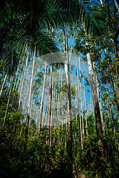 A former eucalyptus plantation in the midst of naturally regenerating Atlantic Forest trees