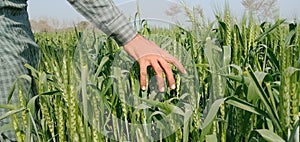 A former in the wheat fields. Wheat fields growing fastly and looks beautiful.