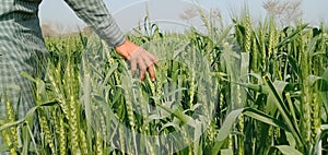A former in the wheat fields. Wheat fields growing fastly and looks beautiful.