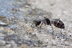 Formica fusca