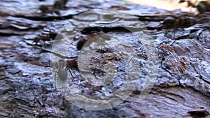 Formica rufa ants on tree bark close-up in Siberia on Baikal.