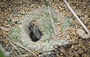 Formicary anthill surrounded by sandworm faeces.