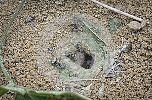 Formicary anthill surrounded by sandworm faeces.