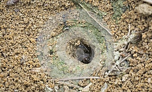 Formicary anthill surrounded by sandworm faeces.