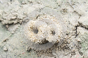 Formicary anthill surrounded by sandworm faeces.