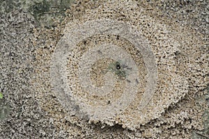 Formicary anthill surrounded by sandworm faeces.