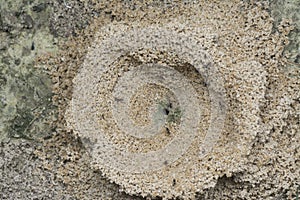 Formicary anthill surrounded by sandworm faeces. photo