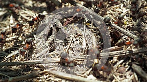 Formicidae forest ants work in an anthill. close-up. many individuals.