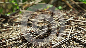 Formicidae forest ants work in an anthill. close-up. many individuals.