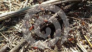 Formicidae forest ants work in an anthill. close-up. many individuals.