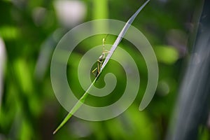 Formicidae green ant natural background