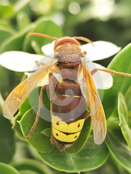 Formidable African Hornet