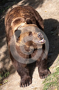 A formidable brown bear with a keen gaze and a happy smile, open mouth presents a captivating display of wildlife vigor