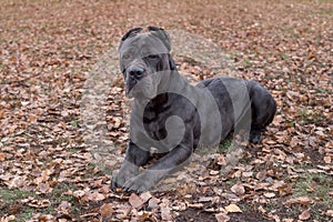 Formidable cane corso is lying on orange leaves in the autumn park. Pet animals