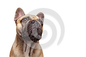 Formidable dog. French bulldog Studio shot isolated against white background photo