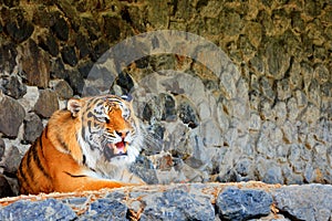 The formidable grin of a wild tiger resting by a stone wall