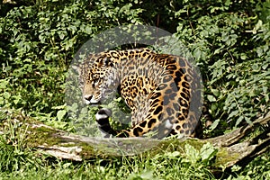 Formidable Jaguar photo