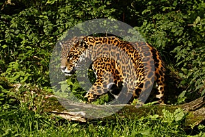 Formidable Jaguar photo