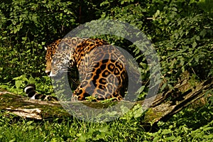 Formidable Jaguar photo