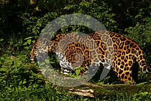 Formidable Jaguar