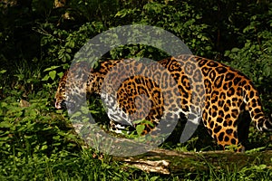 Formidable Jaguar photo