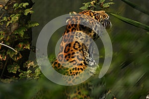 Formidable Jaguar photo