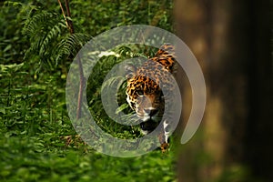 Formidable Jaguar photo