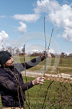 Forming the crown of a tree with the help of spring pruning and removal of unnecessary branches.