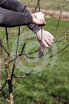 Forming the crown of a tree with the help of spring pruning and removal of unnecessary branches.