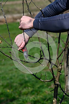 Forming the crown of a tree with the help of spring pruning and removal of unnecessary branches.