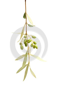 Forming fruit of Olea cerasiformis