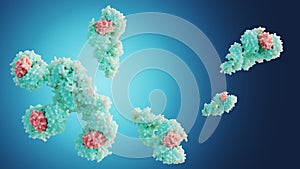 forming human apoptosome molecule of Apaf-1