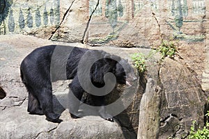 Formosa black bear,Ursus thibetanus formosanus