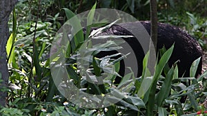 A Formosa Black Bear, Ursus Thibetanus Formosanus, walking for the forest