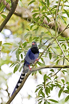 Formosa blue magpie,Urocissa caerulea