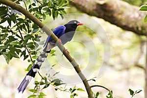 Formosa blue magpie, Urocissa caerulea