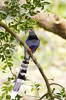 Formosa blue magpie,Urocissa caerulea