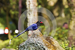 Formosa blue magpie,Urocissa caerulea