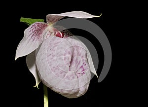 Formosa Lady's Slipper Orchid
