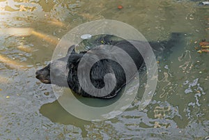 Formosan black bear or Ursus thibetanus formosanus swimming