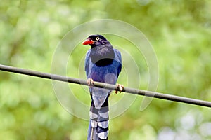 Formosan Blue Magpie