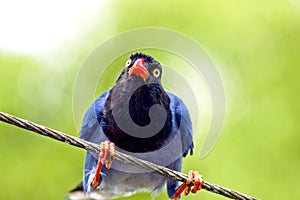 Formosan Blue Magpie
