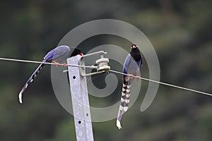 Formosan Blue Magpie