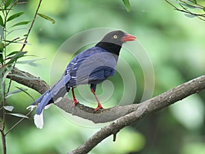 Formosan Blue Magpie