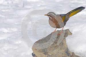 Formosan laughing thrush,wild bird.