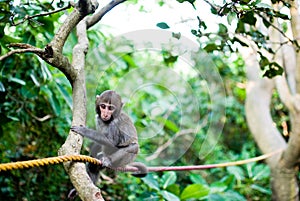 Formosan Macaque baby