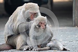 Formosan macaque, Formosan rock monkey also named Taiwanese macaque in the wild