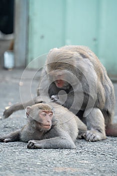 Formosan macaque, Formosan rock monkey also named Taiwanese macaque in the wild